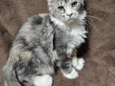 Freckles - Maine Coon - Gallery Photo #1