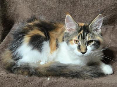 Dora - Maine Coon - Gallery Photo #1