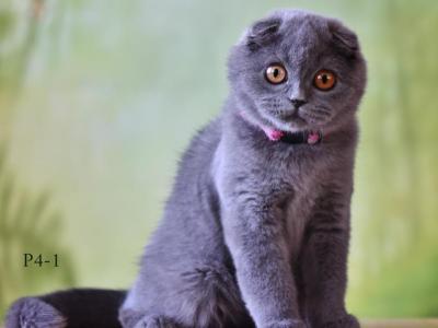 Blue Scottish Fold - Scottish Fold - Gallery Photo #1