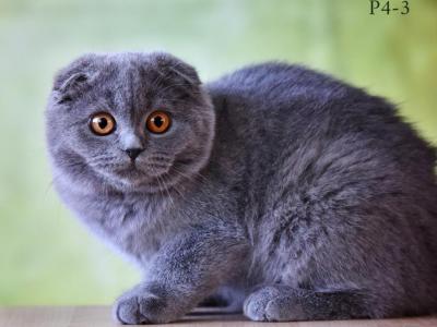 Scottish Fold Blue - Scottish Fold - Gallery Photo #1