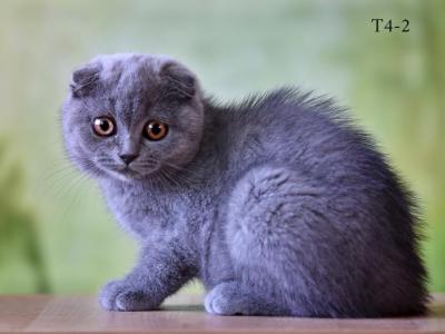 Scottish Fold Female Blue - Scottish Fold - Gallery Photo #1