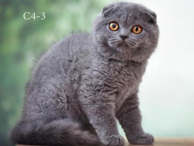 Blue Scottish Fold Girl - Scottish Fold - Gallery Photo #1