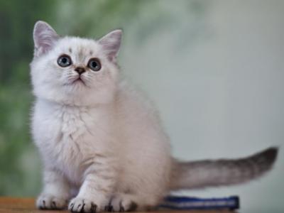 Scottish Straight Color Point Female - Scottish Straight - Gallery Photo #1