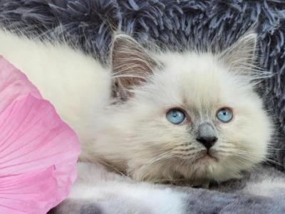 Tica Registered Violet Ragdoll - Ragdoll - Gallery Photo #1