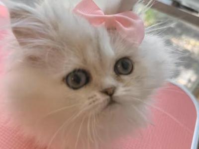 New Litter Coming April - Persian - Gallery Photo #1
