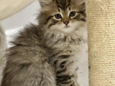Scar - Siberian - Gallery Photo #1