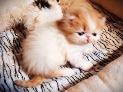 Rodrigo - Persian - Gallery Photo #1