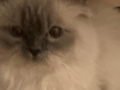 Frost - Himalayan - Gallery Photo #1