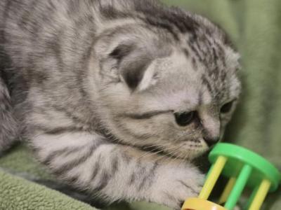 4 Scottish Fold And Straight Males - Scottish Fold - Gallery Photo #1
