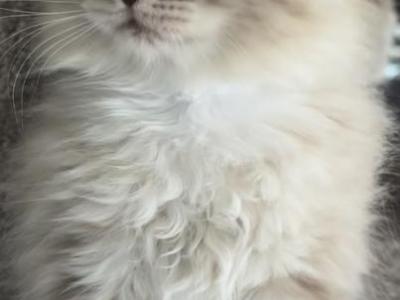 Teddy - Ragdoll - Gallery Photo #1