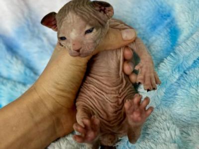 Tuna - Sphynx - Gallery Photo #1