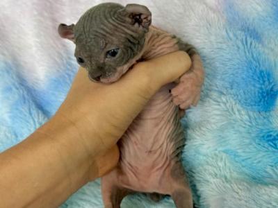 Ziti - Sphynx - Gallery Photo #1