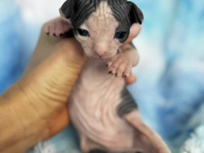 Paloma - Sphynx - Gallery Photo #1