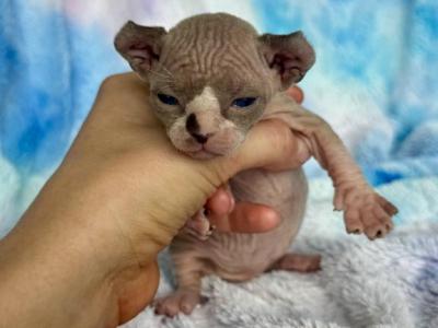 Mochi - Sphynx - Gallery Photo #1
