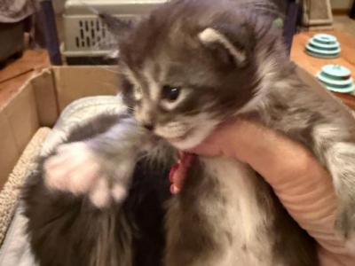 Maine Coon Kittens Bellatrix Litter - Maine Coon - Gallery Photo #1
