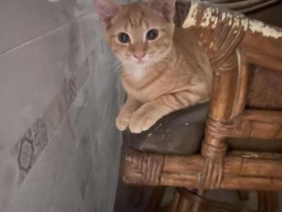 Sunflower - Domestic - Gallery Photo #1