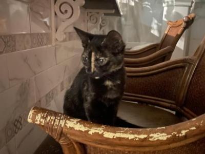 Rozie - Domestic - Gallery Photo #1