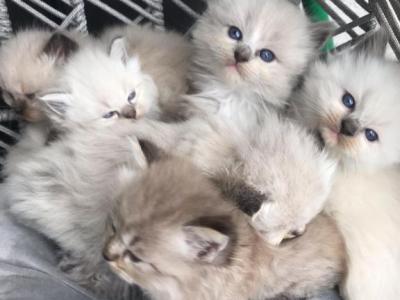 Ragdoll Kittens - Ragdoll - Gallery Photo #1