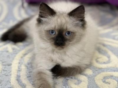 Minty - Siberian - Gallery Photo #1