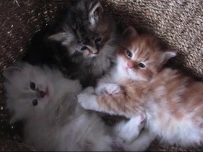 Siberian Kittens - Siberian - Gallery Photo #1