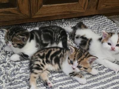 2 Females And 1 Male Scottish Straight - Scottish Fold - Gallery Photo #1