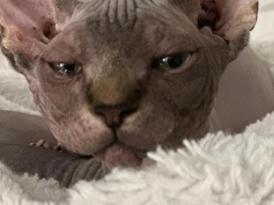 Benjamin - Bambino - Gallery Photo #1