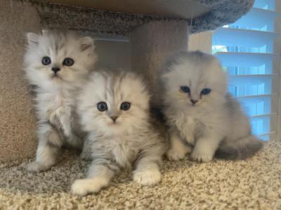 Fluffy Babies - Scottish Fold - Gallery Photo #1