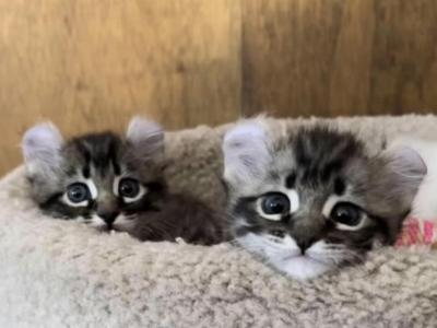 Highland Lynx Kittens Oct 25 - Highlander - Gallery Photo #1