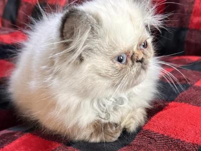 Tiffany - Persian - Gallery Photo #1