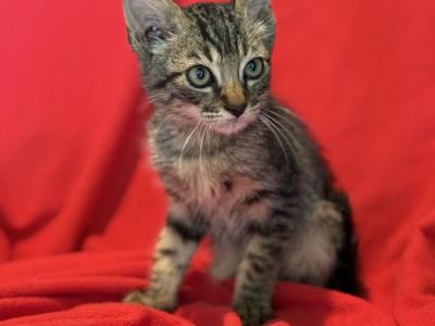 Sunny - Bengal - Gallery Photo #1