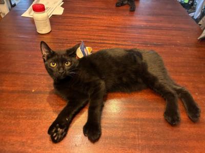 Star Wars Day Kittens - Highlander - Gallery Photo #1