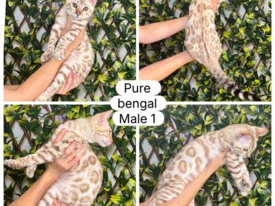 Male1 - Bengal - Gallery Photo #1