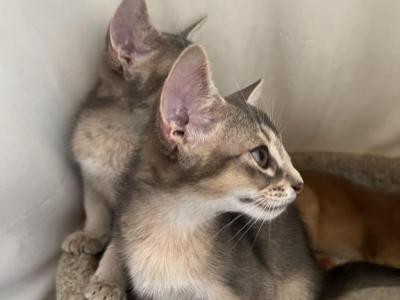 Sonic - Abyssinian - Gallery Photo #1