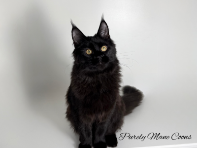 Bianca - Maine Coon - Gallery Photo #1