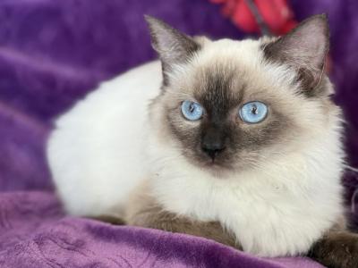 Kiara - Ragdoll - Gallery Photo #1