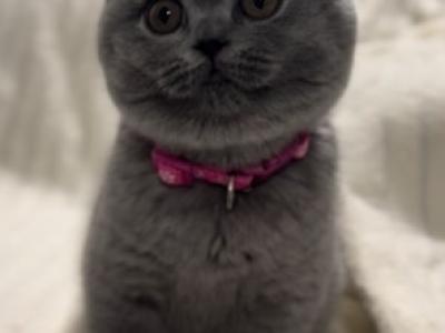 British SH Blue Female BRITISH KITNCAT - British Shorthair - Gallery Photo #1