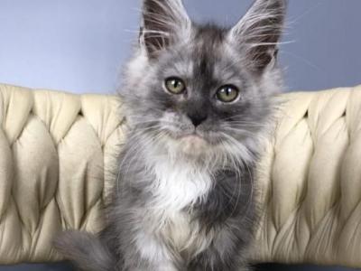 Maine Coon EZ Persia - Maine Coon - Gallery Photo #1