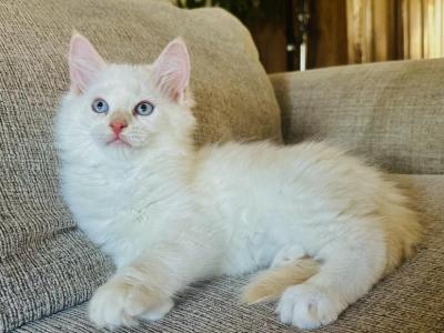 Orion - Ragdoll - Gallery Photo #1
