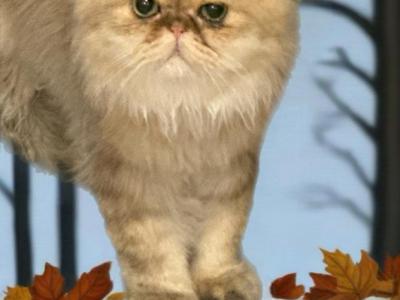 Celestial Nashville - Persian - Gallery Photo #1