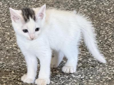 Greasyskittens - Polydactyl - Gallery Photo #1