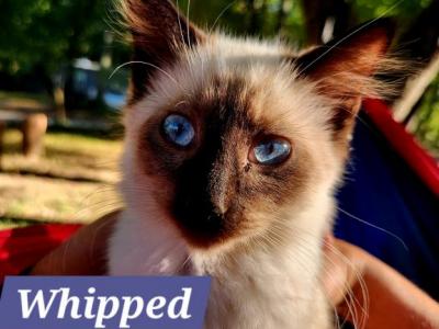 Whipped Creme - Siamese - Gallery Photo #1
