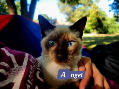 Angel - Siamese - Gallery Photo #1