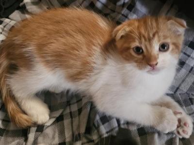 Kittens - Scottish Fold - Gallery Photo #1