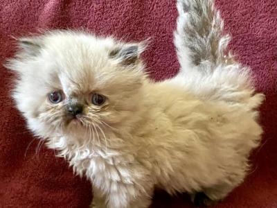 Marbellas Kids - Himalayan - Gallery Photo #1