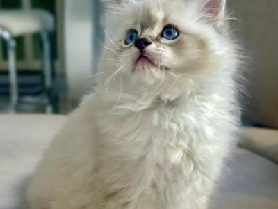 Alex - Ragdoll - Gallery Photo #1