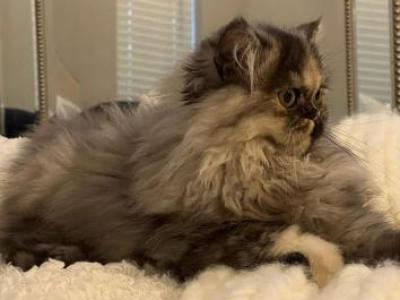 Mocha Tortoiseshell Persian - Persian - Gallery Photo #1