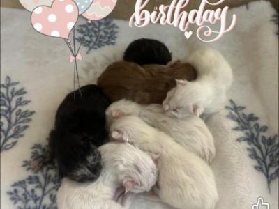 Maine Coon Kittens Sarasota - Maine Coon - Gallery Photo #1