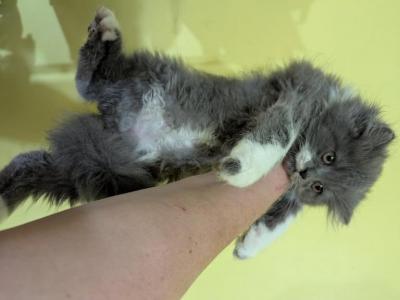 Persian Boy - Persian - Gallery Photo #1