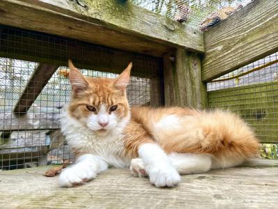 Ivy Rain - Maine Coon - Gallery Photo #1