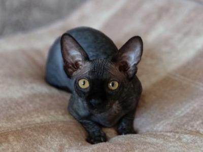 Teo - Sphynx - Gallery Photo #1